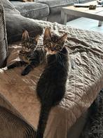 Te koop kruising maine-coone, Dieren en Toebehoren, Katten en Kittens | Overige Katten, Meerdere dieren, 0 tot 2 jaar