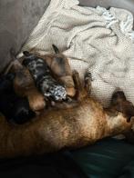 Jack Russel Pups, Dieren en Toebehoren, Jack Russell Terriër, 8 tot 15 weken, CDV (hondenziekte), Meerdere