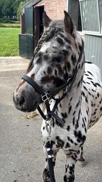 Knappe Apaloosa A pony(hengstje) en 4 maanden hengst veulen, Dieren en Toebehoren, Hengst, A pony (tot 1.17m), 3 tot 6 jaar, Gechipt