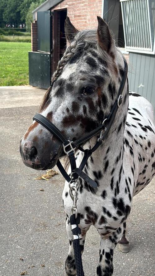 Knappe Apaloosa A pony(hengstje) en 4 maanden hengst veulen, Dieren en Toebehoren, Pony's, Hengst, Onbeleerd, A pony (tot 1.17m)