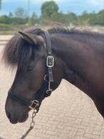 Bijzonder knappe ijslander Merrie, Dieren en Toebehoren, Paarden, Merrie, Minder dan 160 cm, Gechipt, Zadelmak