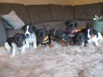 lieve jack russel pups zoeken goed tehuis!, Dieren en Toebehoren, Honden | Jack Russells en Terriërs, Rabiës (hondsdolheid), Jack Russell Terriër