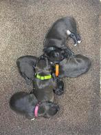 Patterdale terrier pups, Dieren en Toebehoren, Honden | Jack Russells en Terriërs, Overige rassen, CDV (hondenziekte), 8 tot 15 weken