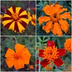 Set van 4 soorten afrikaantjes tagetes biologisch, Ophalen of Verzenden, Voorjaar, Volle zon, Zaad