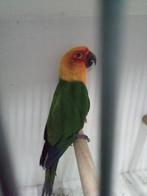 Mooie yendaya pop, Dieren en Toebehoren, Vogels | Parkieten en Papegaaien, Vrouwelijk, Parkiet