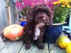 mini labradoodle puppys, Dieren en Toebehoren, Rabiës (hondsdolheid), Overige rassen, 8 tot 15 weken, Meerdere