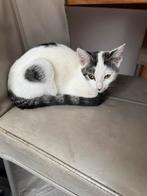 Kitten 5 maanden en moeder kat, Meerdere dieren, Gechipt, 0 tot 2 jaar