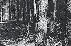 913934	Epe	1947	Bosgezicht	Gelopen met zegel, Verzamelen, Ophalen of Verzenden, 1940 tot 1960, Gelopen, Gelderland