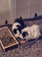 Mooie cavia beren te koop!, Dieren en Toebehoren, Knaagdieren, September, Mannelijk, Cavia