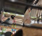 Koppel agapornissen te koop, Dieren en Toebehoren, Geslacht onbekend, Tropenvogel, Tam