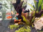 Platy zwart mannelijk - aquariumvissen, Dieren en Toebehoren, Vis, Zoetwatervis, Schoolvis
