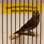 Twatwa jongman, Dieren en Toebehoren, Vogels | Overige Vogels, Mannelijk, Geringd