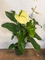 Anthurium – 60 cm glanzend blad, Ophalen, Halfschaduw, Minder dan 100 cm