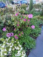 Rhododendron (GH) 'Catawbiense Grandiflorum' Grootbloemig, Overige soorten, Vaste plant, Ophalen of Verzenden, Halfschaduw