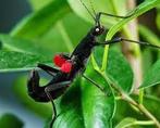 PSG 270 – Peruphasma schultei
Wandelende tak, Dieren en Toebehoren, Insecten en Spinnen