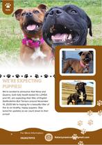 English Staffordshire Bull Terrier Puppies, Rabiës (hondsdolheid), Overige rassen, 8 tot 15 weken, Meerdere