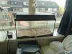 Volglas aquarium 60x30x30 + VEEL SPULLEN ERBIJ!!, Dieren en Toebehoren, Ophalen, Gebruikt, Leeg aquarium