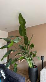 Grote Strelitzia, Huis en Inrichting, Kamerplanten, Ophalen, Halfschaduw, 200 cm of meer