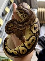 koningspython | 0.1 Black Pewter het. clown, Dieren en Toebehoren, Reptielen en Amfibieën, Slang, Tam, 3 tot 6 jaar