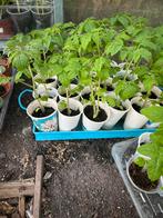 Tot 22 april! tomaten planten, moestuin stekjes, Ophalen, Volle zon, Groenteplanten, Eenjarig
