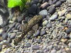 Pleco, Dieren en Toebehoren, Vis, Zoetwatervis