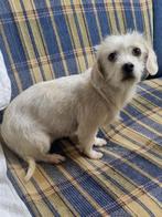 PUPJE STAR één BROK LIEFDE KOMT IN JANUARI NAAR NL, Particulier, Rabiës (hondsdolheid), 15 weken tot 1 jaar, Buitenland