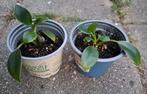 Philodendron Green Princess 2x kamerplantje🪴OPHALEN🪴, Ophalen, Halfschaduw, Minder dan 100 cm