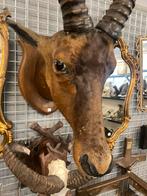 Taxidermie Hartebeest/antilope, Verzamelen, Ophalen, Zo goed als nieuw, Beeldje of Figuurtje