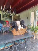 Prachtige medium F4 labradoodle pups, CDV (hondenziekte), Overige rassen, 8 tot 15 weken, Meerdere