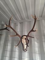 Prachtig groot Damhert gewei met schedel opgezette dieren, Verzamelen, Dierenverzamelingen, Ophalen of Verzenden, Zo goed als nieuw