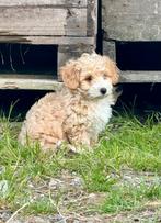 Boomer pup, 8 tot 15 weken, Meerdere, Nederland, Particulier