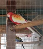Te koop een rubino rosella parkiet pop, Dieren en Toebehoren, Vrouwelijk, Parkiet