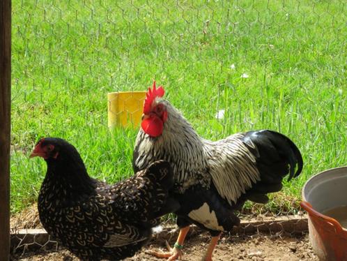 broedeieren barnevelder kriel zilver gezoomd, Dieren en Toebehoren, Pluimvee, Kip, Geslacht onbekend
