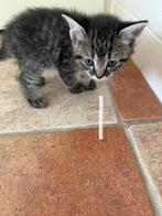 Kittens, Dieren en Toebehoren, Katten en Kittens | Overige Katten, Meerdere dieren, Kortharig, 0 tot 2 jaar