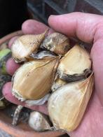 Olifanten Knoflook, Ophalen of Verzenden, Najaar, Volle zon, Knol