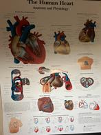Anatomie poster hart NIEUW in koker, Nieuw, Ophalen of Verzenden