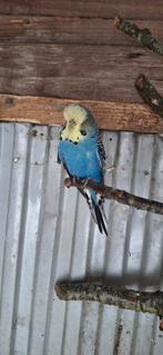 Engelse grasparkiet man, Dieren en Toebehoren, Mannelijk, Parkiet