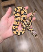 Harlequin Pastel Desert Ghost vrouwtje 2025 Python Regius, Dieren en Toebehoren, Reptielen en Amfibieën, Slang, 0 tot 2 jaar