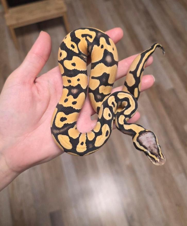Harlequin Pastel Desert Ghost vrouwtje 2025 Python Regius, Dieren en Toebehoren, Reptielen en Amfibieën, Slang, 0 tot 2 jaar
