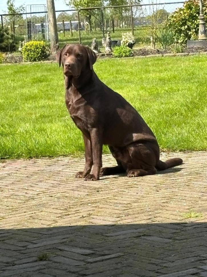 Ter dekking: bruine labrador reu, Dieren en Toebehoren, Honden | Dekreuen, Reu, Particulier, Eén hond, Nederland, 1 tot 2 jaar