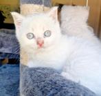 Lieve Britse korthaar kittens, Dieren en Toebehoren, Katten en Kittens | Raskatten | Korthaar, Meerdere dieren, Ontwormd, 0 tot 2 jaar