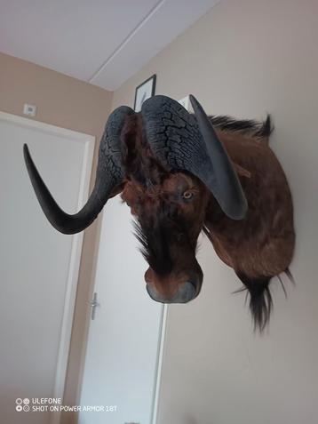 Te koop, Witstaart Gnoe ! beschikbaar voor biedingen