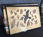 Schoolplaten - Biologie - vogels, Antiek en Kunst, Antiek | Schoolplaten, Ophalen, Natuur en Biologie