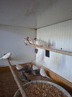 div voiliere vogels zitten koud, Meerdere dieren, Tropenvogel