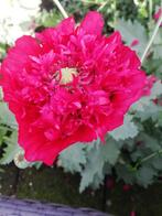 Papaver rood dubbel, Ophalen of Verzenden, Gehele jaar, Volle zon, Zaad