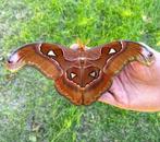 Atlas (Attacus lorquini) kokons, ex Filipijnen, Vlinders of Rupsen