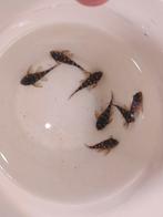 L201 algeneters, Dieren en Toebehoren, Vissen | Aquariumvissen, Vis