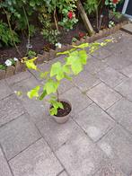 Druiven plant  3 stuken hoog 80 c.m, Tuin en Terras, Planten | Bomen, Ophalen, Volle zon, Overige soorten, 100 tot 250 cm