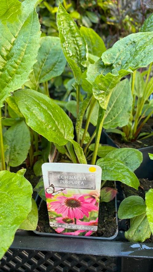 Echinacea purpurea pow wow wildberry, Tuin en Terras, Planten | Tuinplanten, Overige soorten, Volle zon, Zomer, Ophalen
