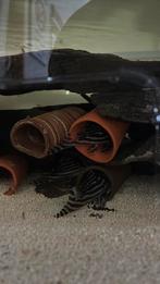 Kweekgroep l046, Vis, Zoetwatervis